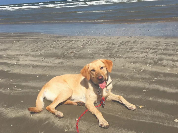 Pet Friendly Vacation Rentals Rockport, TX | Miss Kitty's Pet Friendly Vacation Rentals Rockport, TX | Miss Kitty's